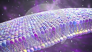 Cell membrane, 3D illustration