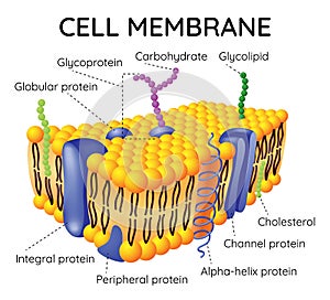 Cell membrane anatomical structure. Labeled educational scheme with glycoprotein, integral protein, glycolipid and photo