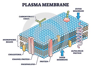 Cell membrane or cytoplasmic membrane microscopic structure outline diagram