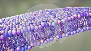 Cell membrane, 3D illustration