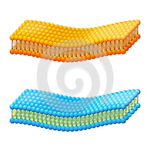 Cell membrane. A detailed diagram models of membrane Structure