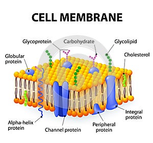 Buňka membrána 