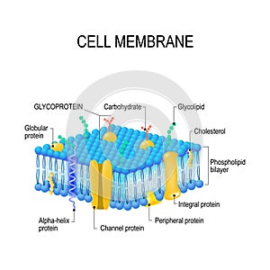 Cell membrane photo