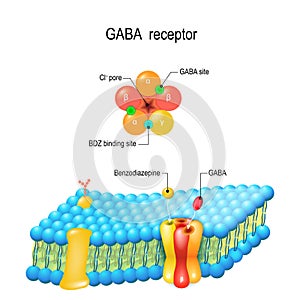 Cell membrane. GABA receptor. Top view of ion channel