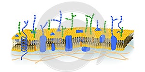 Cell Membrane illustration