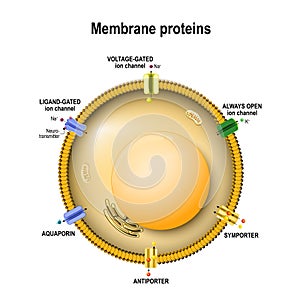 Cell membrane with ion channels