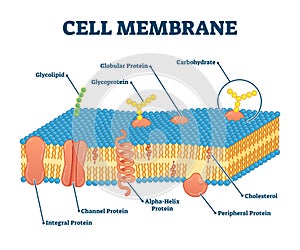 Cell membrane with labeled educational structure scheme vector illustration