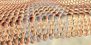 Cell membrane, lipid bilayer