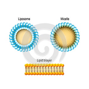 Cell membrane Lipid bilayer, Micelle, Liposome. Phospholipids