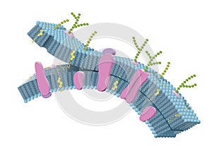Cell membrane with phospholipids, cholesterol, intrinsic and extrinsic proteins. 3D illustration