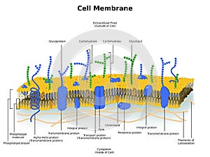 Cell Membrane (Plasma Membrane) Structure