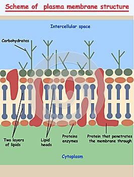 Cell membrane. plasma membrane structure scheme education info graphic