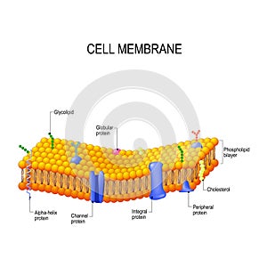 Cell membrane proteins