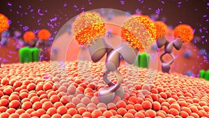 Cell membrane receptors