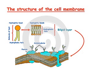 Cell membrane structure diagram info graphic on white background isolated. Education illustration