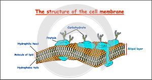 Cell membrane structure on white background isolated. Education vector illustration