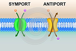 Cell membrane transport systems illustration