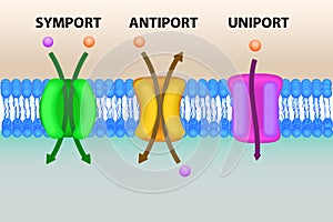 Cell membrane transport systems illustration