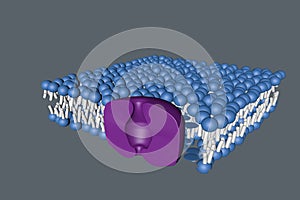 Cell membranece