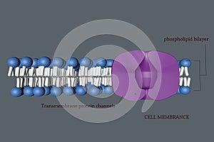 Cell membranece