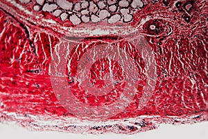 Cell microscopic cross-section esophagus dog