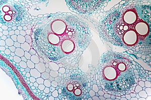 Cell microscopic- Cucurbits Stem