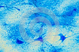 Cell microscopic- Neuron Tissue