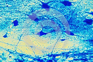 Celúla neurona tejido 