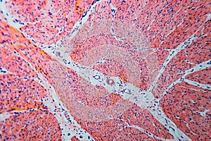 Cell microscopic- pyloric division stomach