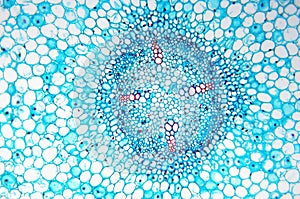 Cell microscopic- Vicia Faba