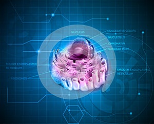 Cell Nucleus