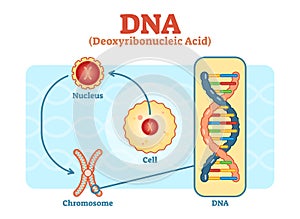 Cell - Nucleus - Chromosome - DNA, Medical vector diagram photo
