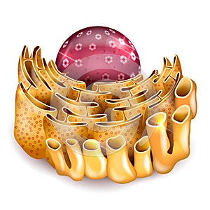 Cell Nucleus and Endoplasmic reticulum