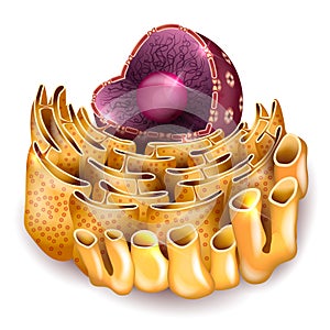 Cell Nucleus and Endoplasmic reticulum