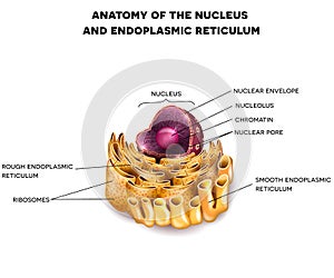 Cell Nucleus and Endoplasmic reticulum