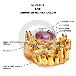 Cell Nucleus and Endoplasmic reticulum photo