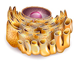 Cell Nucleus and Endoplasmic reticulum photo