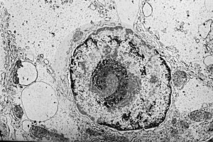 Cell nucleus with organelles