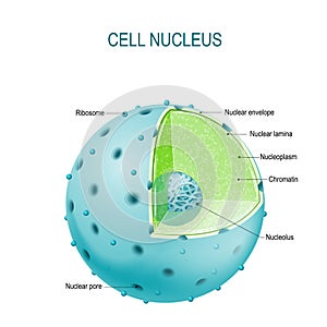 Cell nucleus. parts of the cell nucleus photo