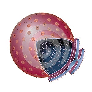 Cell nucleus structure, chromatine. Nucleus, Nucleolus, human body cell