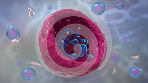 Cell nucleus Whith DNA