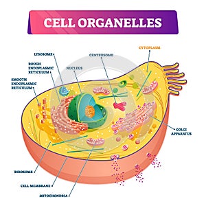 Cell organelles biological anatomy vector illustration diagram