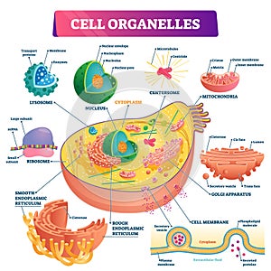 Cell organelles biological vector illustration diagram