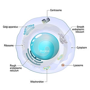 Cell organelles. Structure and anatomy of a animal cell