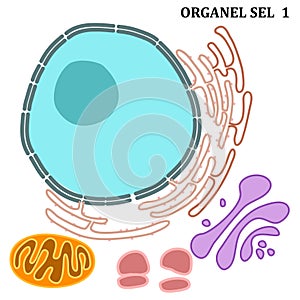 Cell Organels