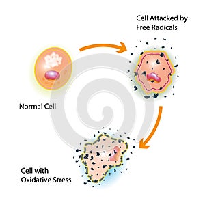 Cell Oxidative Stress