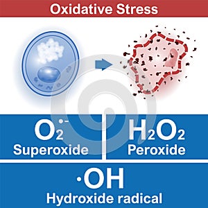 Cell oxidative stress factors, medical vector illustration