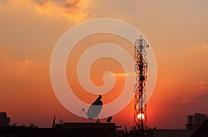 Cell phone tower and antenna