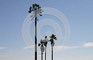 Cell Phone Tower Disguised As A Palm Tree photo