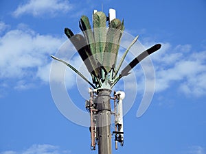 cell phone tower in Egypt or cellular phone antenna disguised on fake palm tree placed at proper intervals along highways and